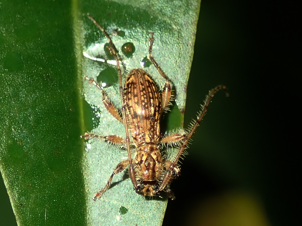Tricondyloides persimilis