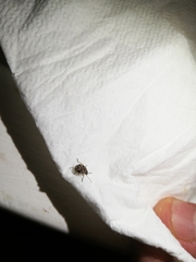 Holcogaster fibulata