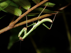 Notomantis brunneriana