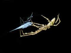 Menneus neocaledonicus