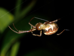 Phonognatha neocaledonica
