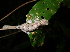 Bavayia sauvagii