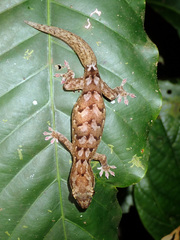 Bavayia sauvagii