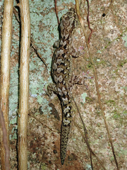 Bavayia sauvagii