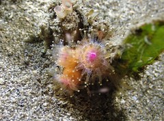 Corynactis australis