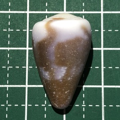 Conus rattus