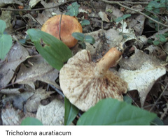 Tricholoma aurantium