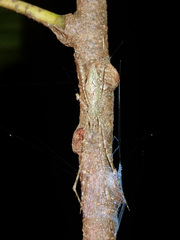 Menneus neocaledonicus