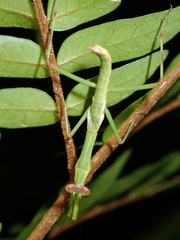 Notomantis brunneriana