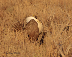Centrocercus urophasianus