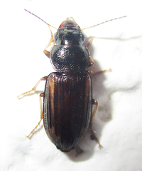 Platymetopus figuratus