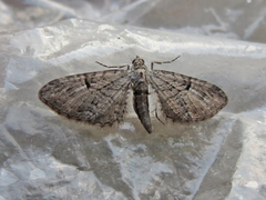 Eupithecia interruptofasciata