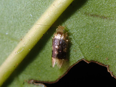 Lepidopsocidae