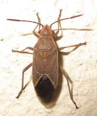 Boisea fulcrata