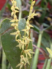 Stelis platystylis