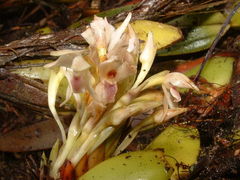 Maxillaria densa