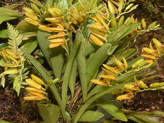 Stelis segoviensis