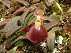 Epidendrum peperomia