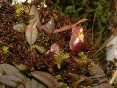 Epidendrum peperomia