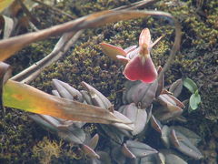 Epidendrum peperomia