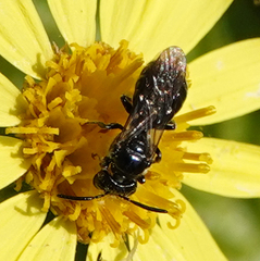 Ceratina cucurbitina