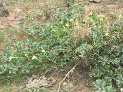 Apodanthera undulata