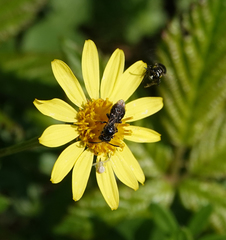 Ceratina cucurbitina
