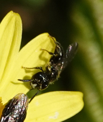 Ceratina cucurbitina