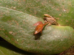 Pleurothallis matudana