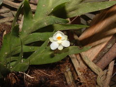 Lockhartia hercodonta
