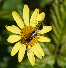 Ceratina cucurbitina