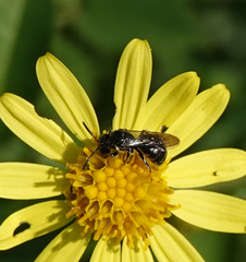 Ceratina cucurbitina