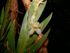Lockhartia hercodonta