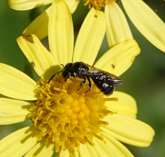 Ceratina cucurbitina