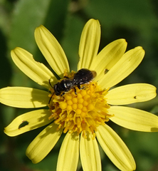 Ceratina cucurbitina