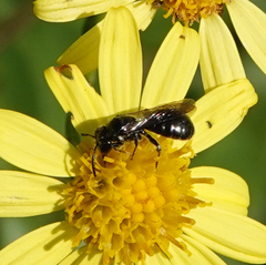 Ceratina cucurbitina