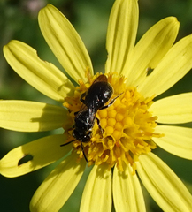Ceratina cucurbitina