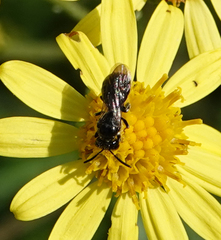 Ceratina cucurbitina