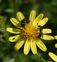 Ceratina cucurbitina