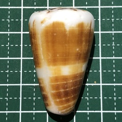 Conus planorbis