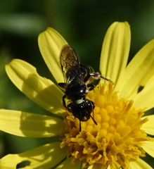 Ceratina cucurbitina