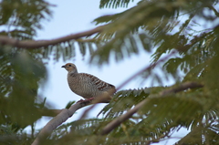 Ortygornis pondicerianus