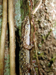 Bavayia sauvagii