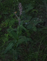 Thyrsanthemum floribundum