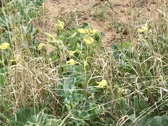Apodanthera undulata