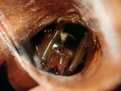 Phonognatha neocaledonica