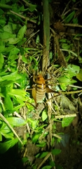 Tachycines asynamorus