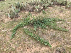 Apodanthera undulata