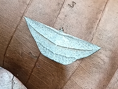 Heteralex rectilineata