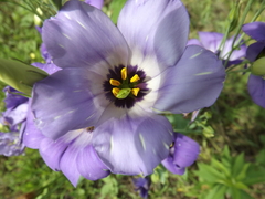 Eustoma